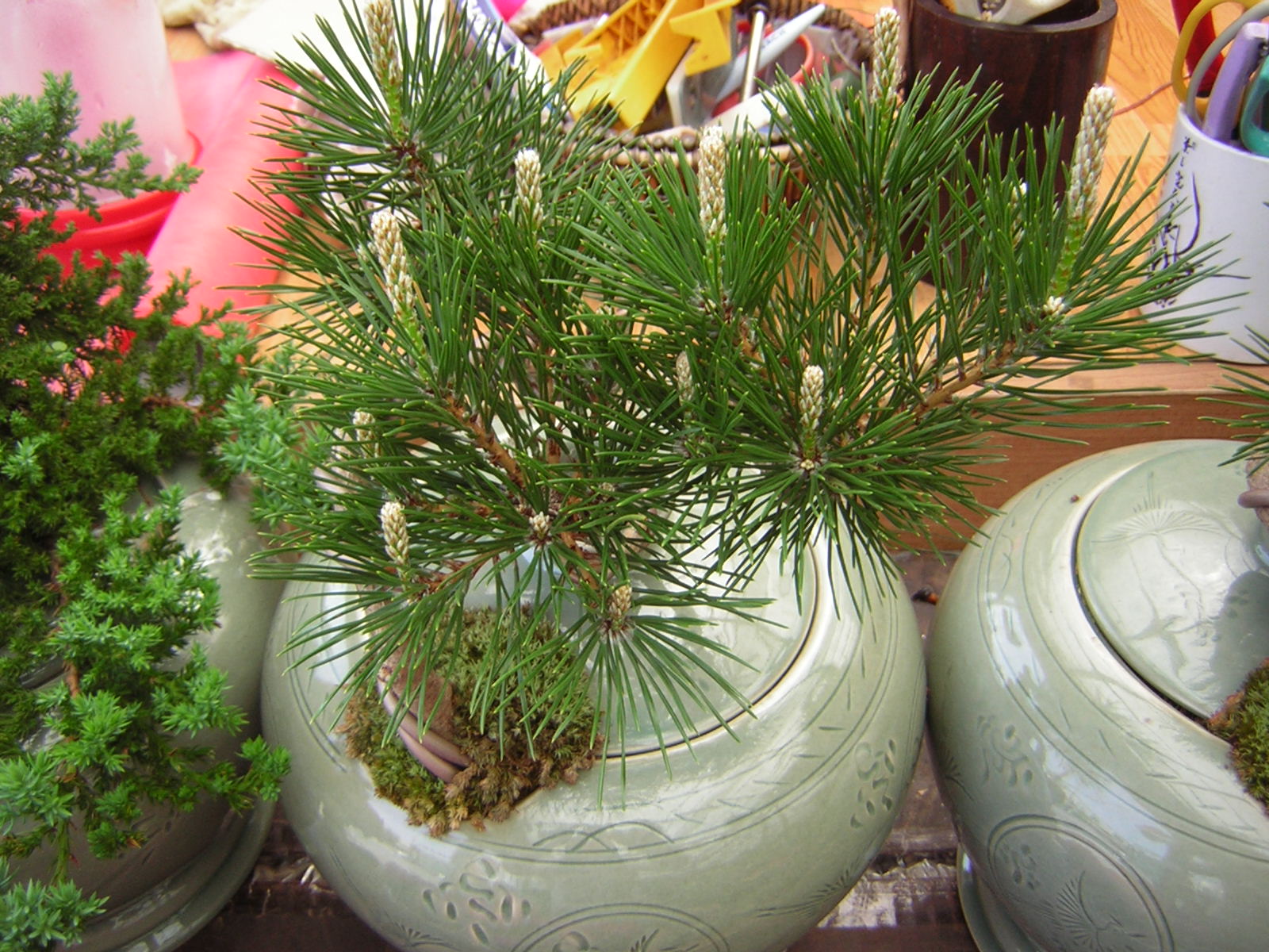 �ҳ��������Դϴ�