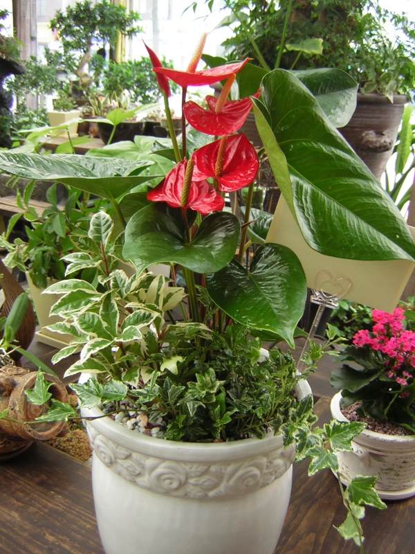 �Ƚ�����