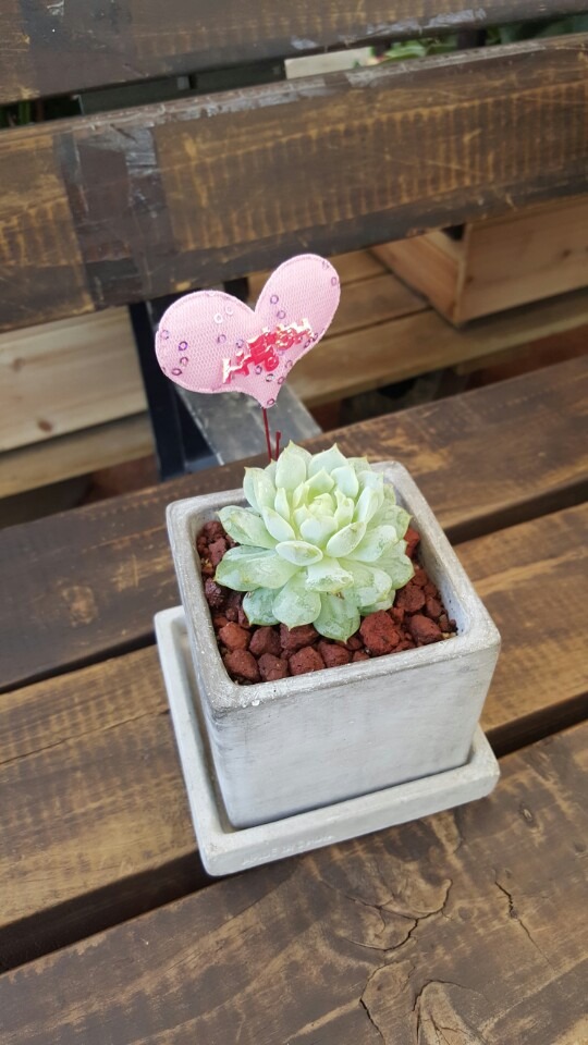 �������� (��âȸ��