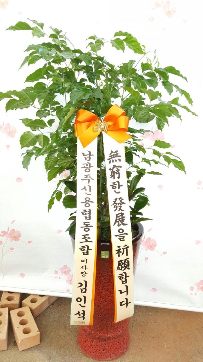 �캸��(���굿����