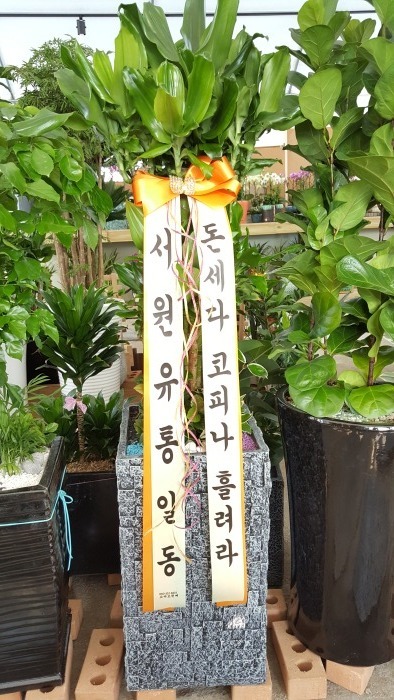 Ȳ���� (÷��)