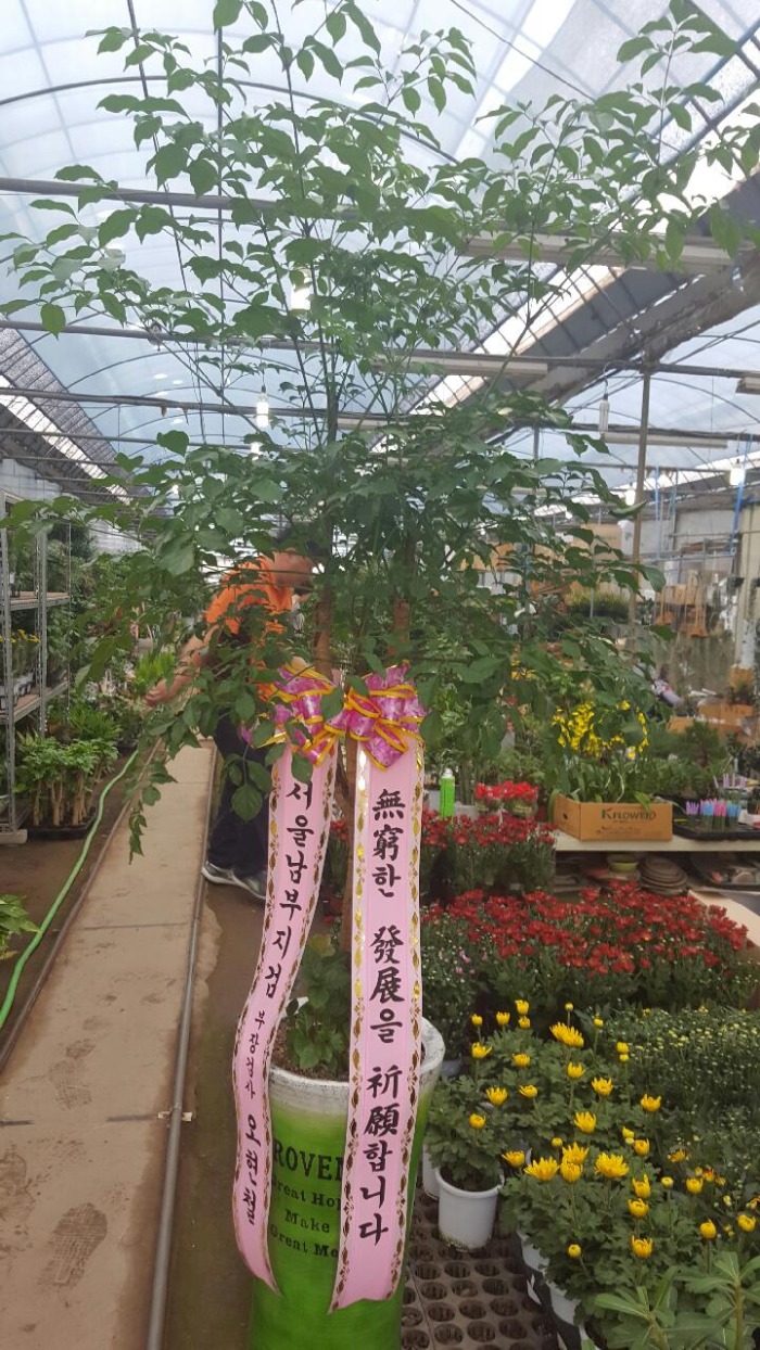 ����Ʈ��(����