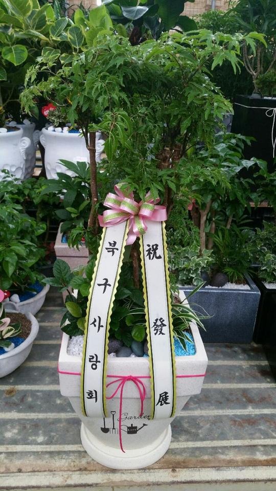 �����Ž�(����