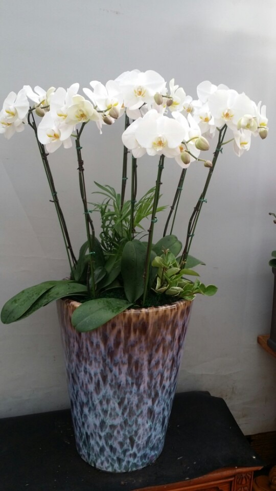 ȣ����(����