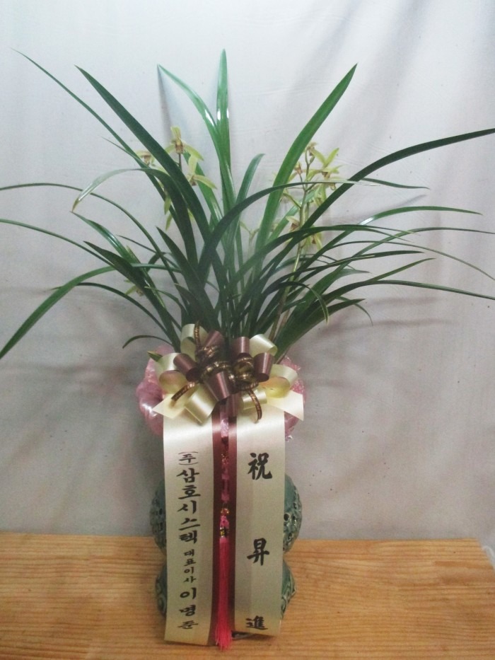 �����(����