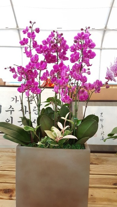 ��õȫ(����