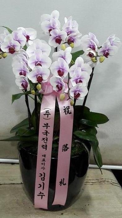 ūȣ����(����