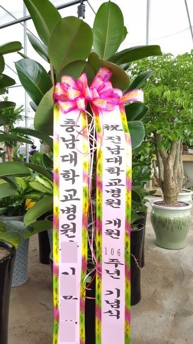 ��������(����