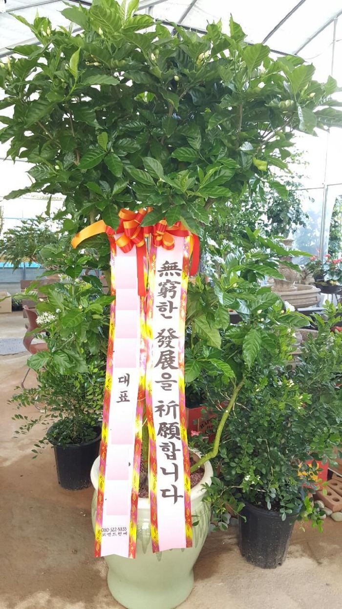 �𽺹�(����