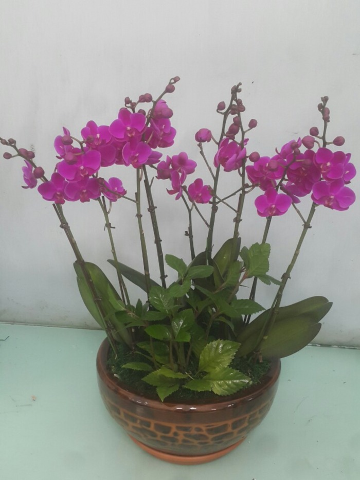 ȣ����(����