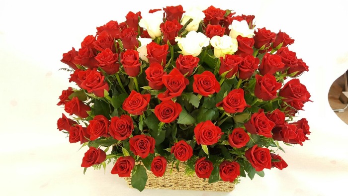 100���̲ɹٱ���